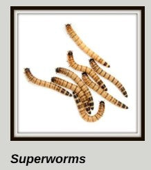 Super Worms